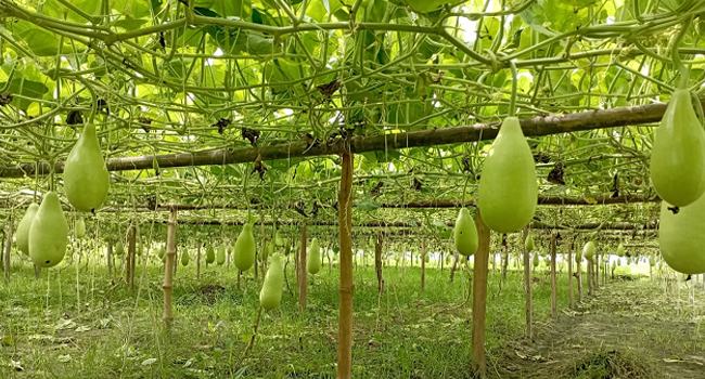 ধুনটে ৬৬০ হেক্টর জমিতে শীতকালীন সবজির আগাম চাষ