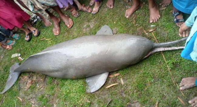 ভারত থেকে আসা বিশাল ডলফিন ধরেছে লালমনিরহাটের জেলেরা