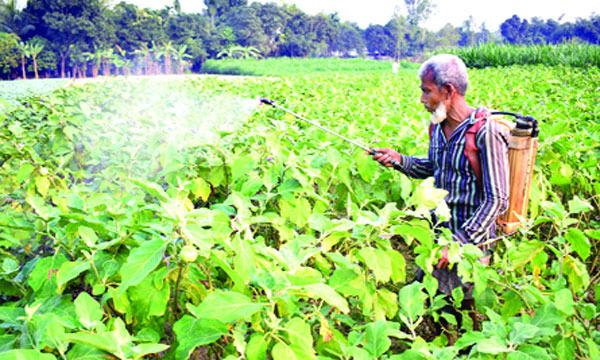 চৌগাছায় ক্ষেতে মাত্রাতিরিক্ত কীটনাশক স্প্রে : স্বাস্থ্যঝুঁকিতে কৃষক