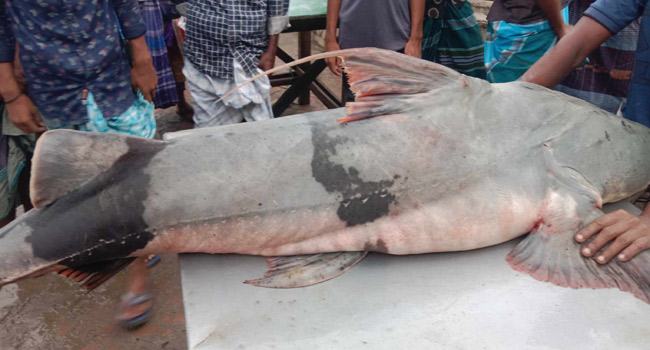 পদ্মার ৪৪ কেজির বাঘাইড় ৫৭ হাজার টাকায় বিক্রি