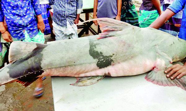 দৌলতদিয়া পদ্মায় ধরা পড়েছে ৪৪ কেজির বাঘাইড়