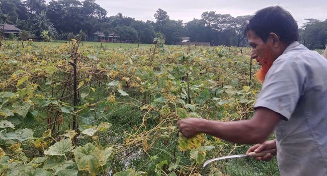 দোয়ারাবাজারে টানা বর্ষণে ফসলের ব্যাপক ক্ষতির আশঙ্কা