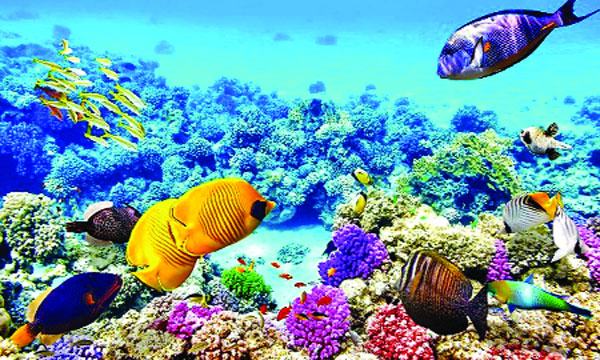 পৃথিবীর দীর্ঘতম প্রবালপ্রাচীর