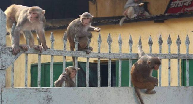 পুরান ঢাকার বানর : অতীত-বর্তমান
