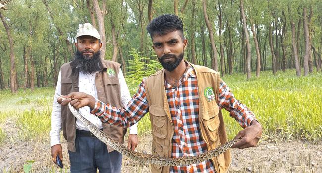 পাথরঘাটায় বার্মিজ পাইথন উদ্ধার