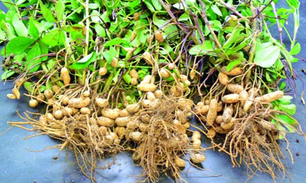 চীনাবাদাম