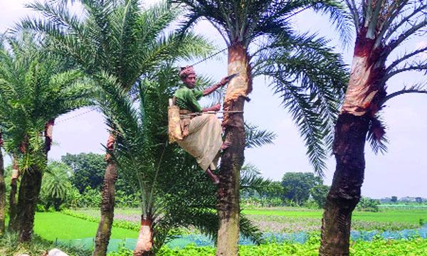 চৌগাছায় খেজুর রস সংগ্রহের প্রস্তুতি শুরু