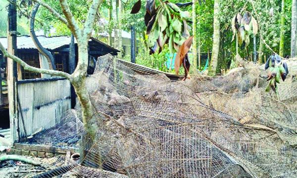 চিতলমারীতে পুড়ে মরলো খামারির ৪ হাজার পাখি