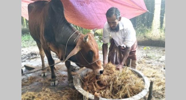 লালমোহন থানায় ৪ মাস ধরে বন্দী গরু!