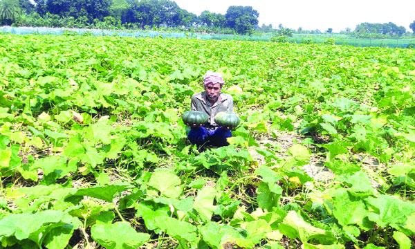 চৌগাছায় মিষ্টি কুমড়া চাষ করে লাভবান কৃষক সিরাজুল