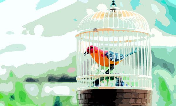 খাঁচায় বন্দী পাখি