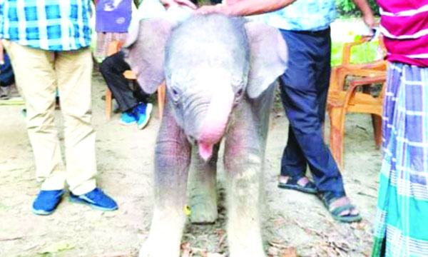 অবশেষে কাদায় আটকে পড়া হাতির বাচ্চাটি চকরিয়া সাফারি পার্কে