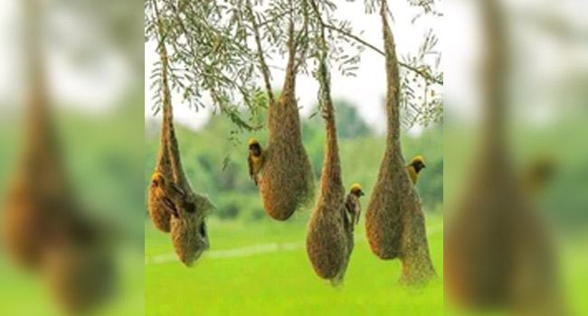 তালগাছ নিধনে অস্তিত্ব সঙ্কটে বাসা বাঁধার নিপুণ কারিগর বাবুই পাখি