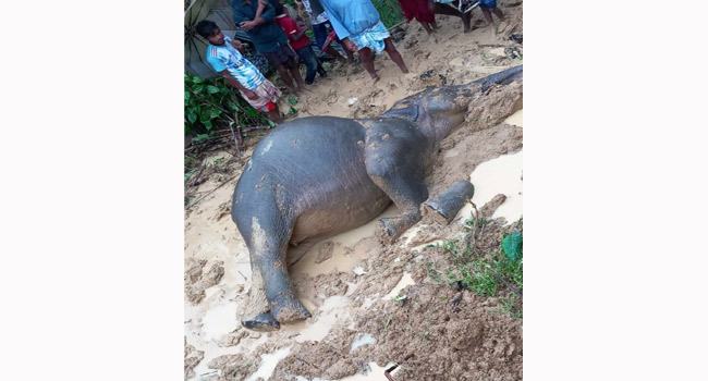 কক্সবাজারের রামুর গহীন পাহাড়ে বাচ্চা হাতির লাশ উদ্ধার