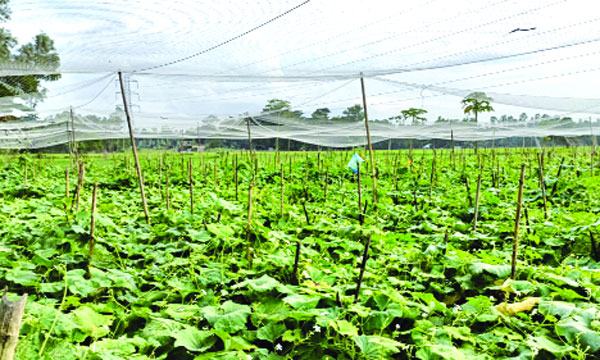 শীতের সবজিতে লাভবান মিরসরাইয়ের কৃষকরা