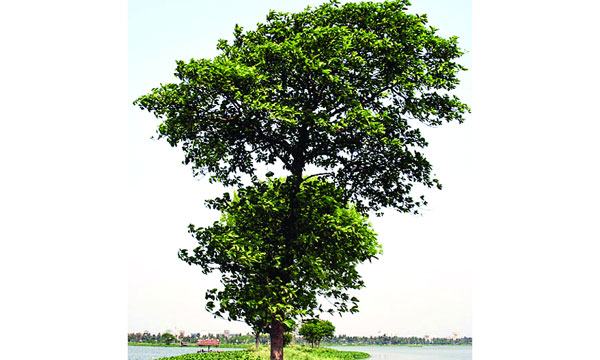 কদম-১