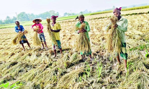 চৌগাছায় আমন আবাদে বিঘাপ্রতি ৫ হাজার টাকা লোকসান