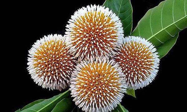 কদম-২