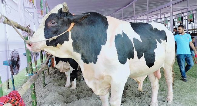 চুয়াডাঙ্গায় চলছে ২ দিনব্যাপী ত্রি-জেলা গরু মেলা