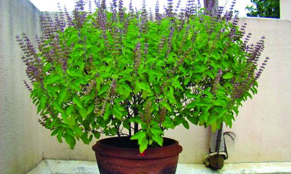 তুলসীর ভেষজ গুণ