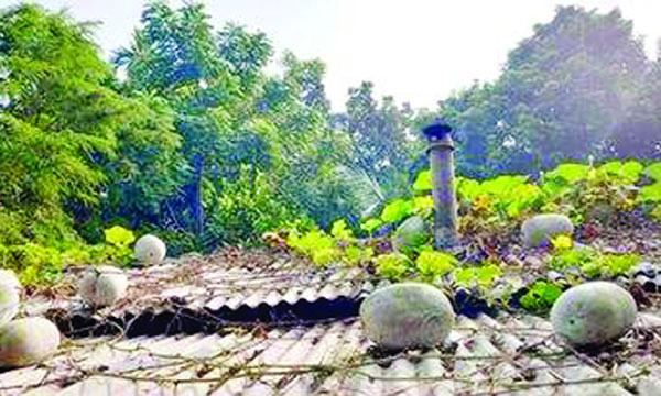 পাইকগাছায় টিনের ঘরের চালে চালে চালকুমড়া