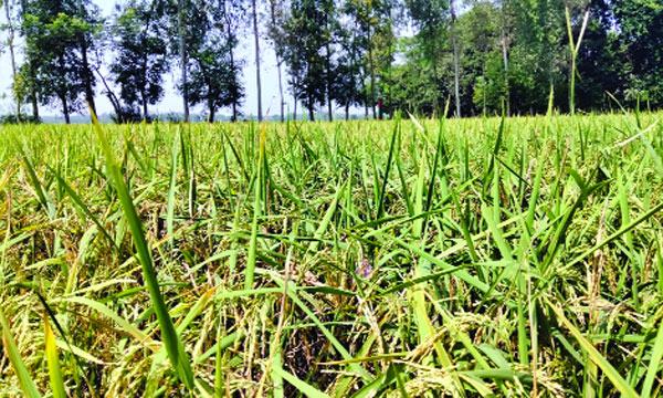 মিরসরাইয়ে আমন ধানের মাঠে দোল খাচ্ছে কৃষকের স্বপ্ন