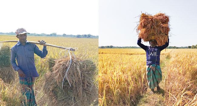 দোয়ারাবাজারে আমন ধান ঘরে তুলতে ব্যস্ত কৃষকরা