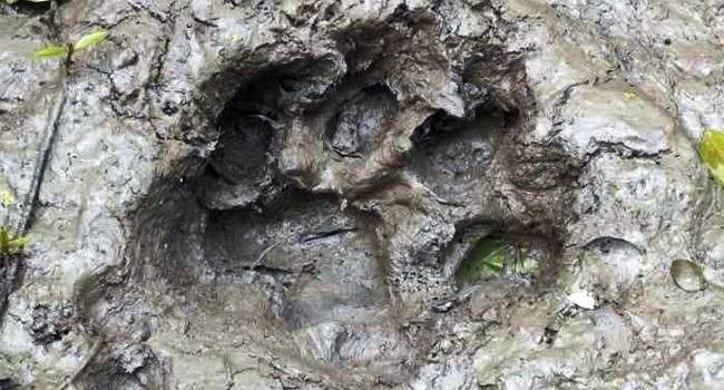 শরণখোলার লোকালয়ে বাঘের পায়ের ছাপ, আতঙ্কে গ্রামবাসী
