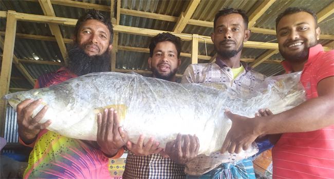 ভোলার মনপুরায় ২ কোরাল মাছ ৪০ হাজার টাকায় বিক্রি