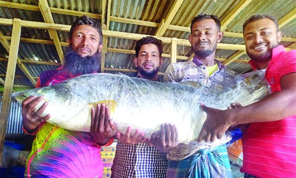 মনপুরায় ৪০ কেজির দুটি কোরাল মাছ ৪০ হাজারে বিক্রি