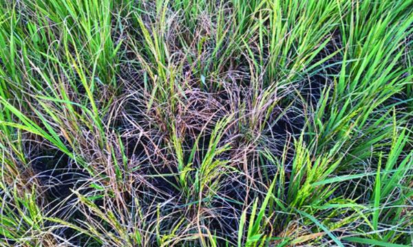 মিরসরাইয়ে আমনক্ষেতে কারেন্ট পোকা : দিশেহারা কৃষক