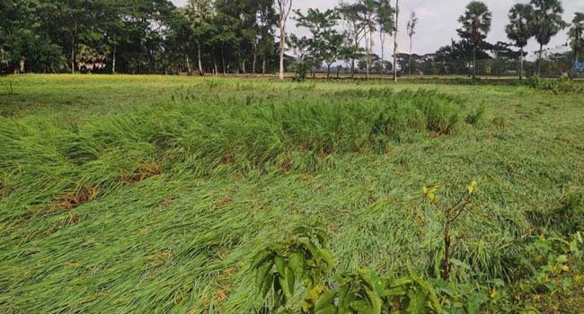 পাথরঘাটায় ঘূর্ণিঝড়ে ২০ ঘর বিধ্বস্ত, ফসলের ব্যাপক ক্ষতি