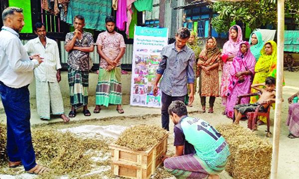 গবাদিপশুর বিকল্প খাদ্য ‘হে’ ব্যবহারে লাভবান বরিশালের খামারিরা