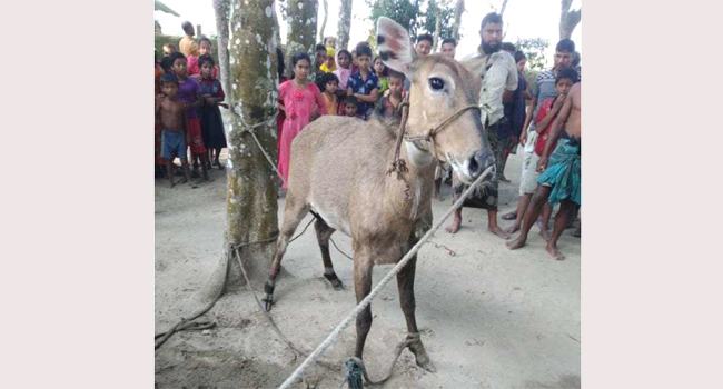 গাজীপুরের সাফারি পার্কে ঠাঁই মিলেছে ঠাকুরগাঁও থেকে আটক নীলগাইটির