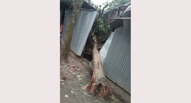 কুমিল্লায় ঘরের ওপর গাছ পড়ে ২ জনের মৃত্যু