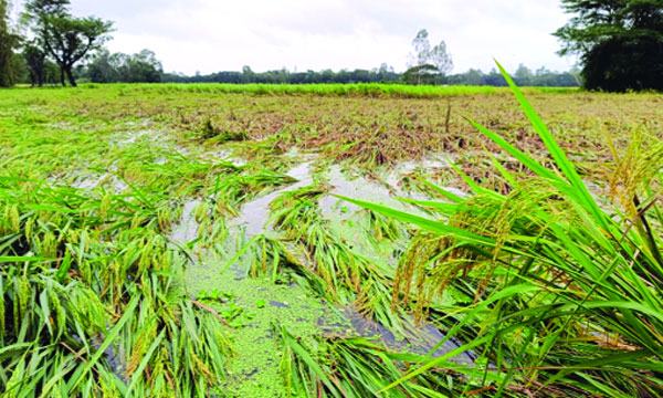ঘূর্ণিঝড়ে মিরসরাইয়ে ১৫০০ হেক্টর জমির পাকা ধানের সর্বনাশ