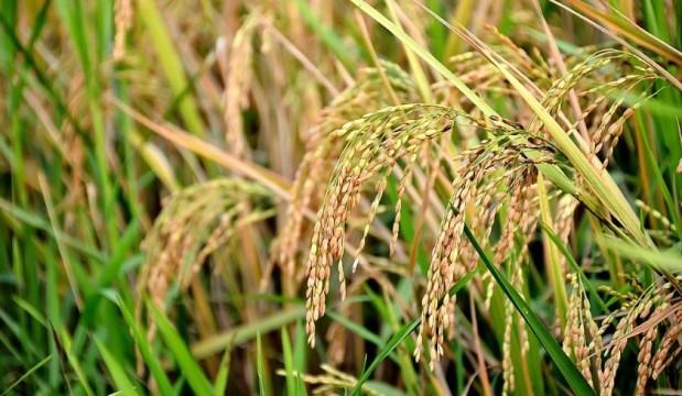 সোনালী ধানক্ষেত আপনগৃহে প্রত্যাবর্তনের প্রস্তুতি নিচ্ছে...