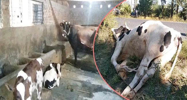 সৈয়দপুরে ভ্যাকসিন দেয়ার পরও ক্ষুরা রোগের মহামারী