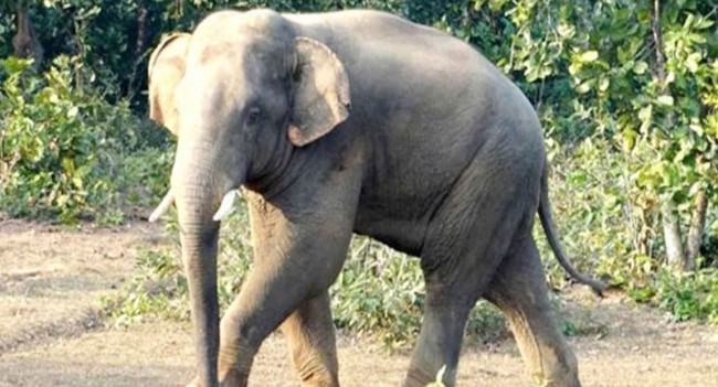 চকরিয়ায় বন্য হাতির আক্রমণে কৃষকের মৃত্যু
