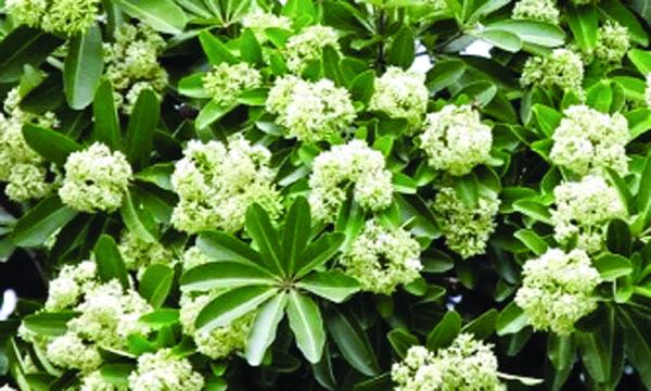 হেমন্তের উপহার ছাতিম