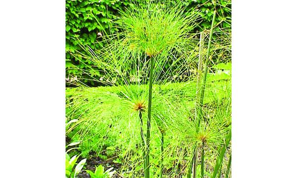 প্যাপিরাস গাছ বৃত্তান্ত