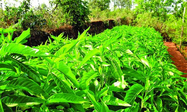 বাসকের গুণ