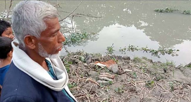 গভীর রাতে কৃষকের গরু জবাই করে গোশত লুট