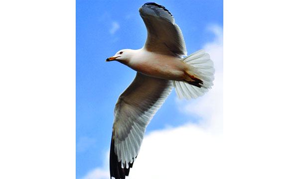 গাঙচিল