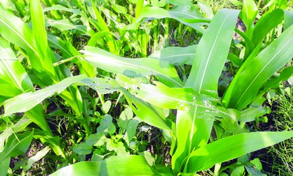 ভূঞাপুরে ভুট্টাক্ষেতে পোকার আক্রমণ কীটনাশকেও কাজ হচ্ছে না