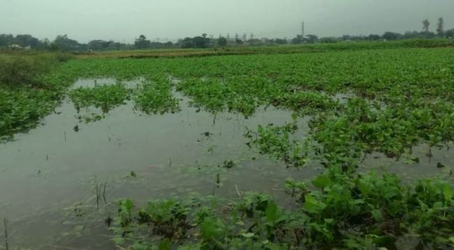 মিগজাউমের প্রভাবে দোহারে নিচু জমিতে পানি জমে ফসলের ক্ষয়ক্ষতি