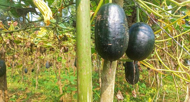 সবজি চাষে লাখপতি কৃষক নাজির হোসেন