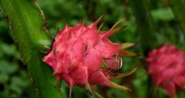 ড্রাগন ফল চাষে ব্যবহার হচ্ছে ‘টনিক’, চেনার উপায় কী