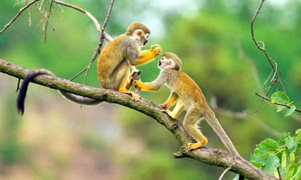 বানর-২