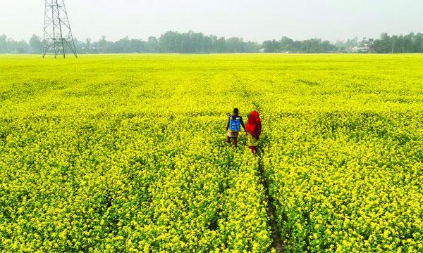 চোখজুড়ানো হলুদ আভা এখন চলনবিলে